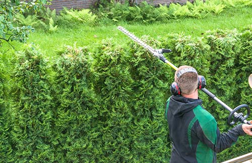 Hedge Trimming in Lewes and across Sussex
