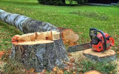 What is the Process of Felling a Tree?