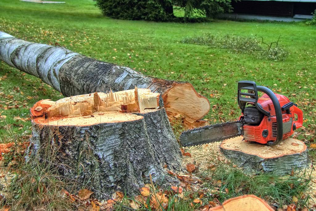 What is the Process of Felling a Tree? - Tree Surgeon in Lewes