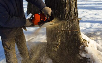 6 Reasons Why a Tree Needs to Be Cut Down