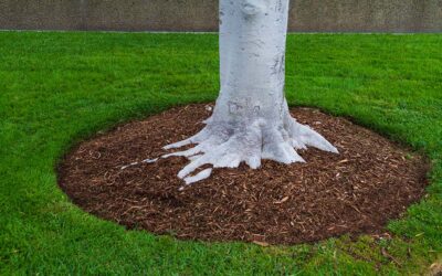 5 Tree Care Tips to Keep Your Trees Healthy