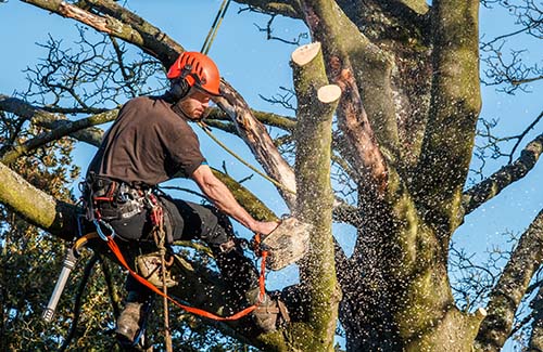 Tree Felling in Lewes and across Sussex