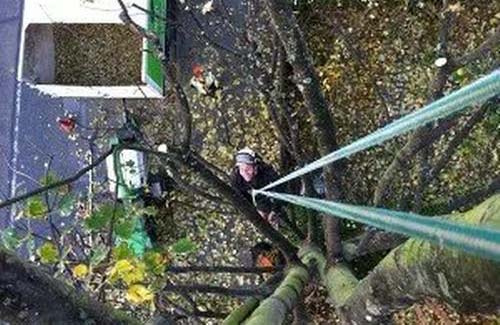 Tree Specialist in Lewes covering Sussex region